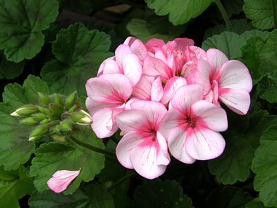 Hoa phong lữ thảo rũ