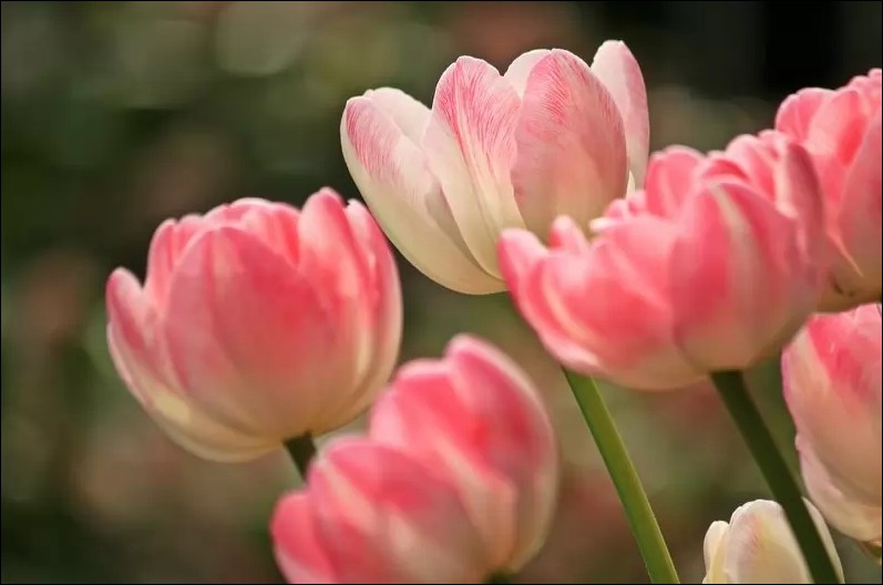 bong-hoa-tulip