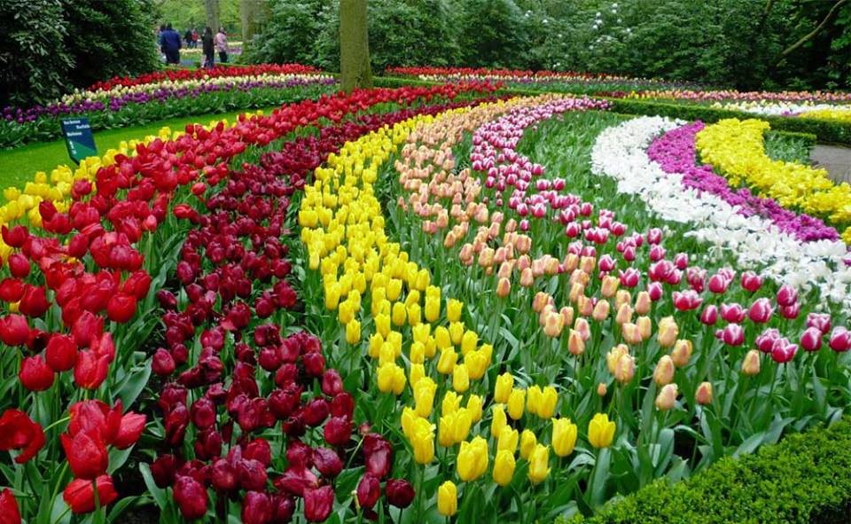 trong-hoa-tulip
