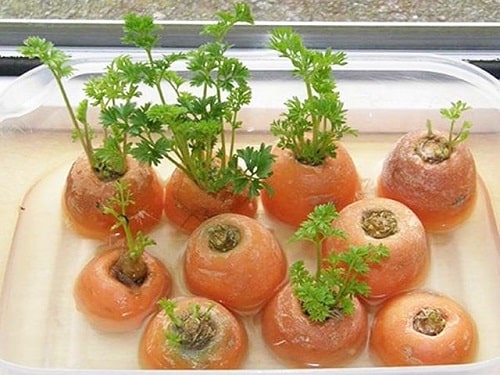 trồng cà rốt bằng củ