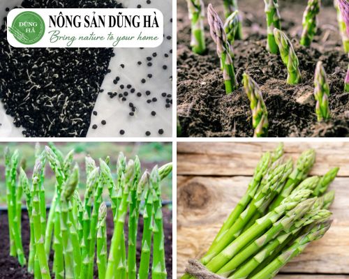 mang-tay-sinh-truong-nhu-the-nao