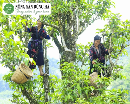 dia-chi-mua-che-shan-tuyet