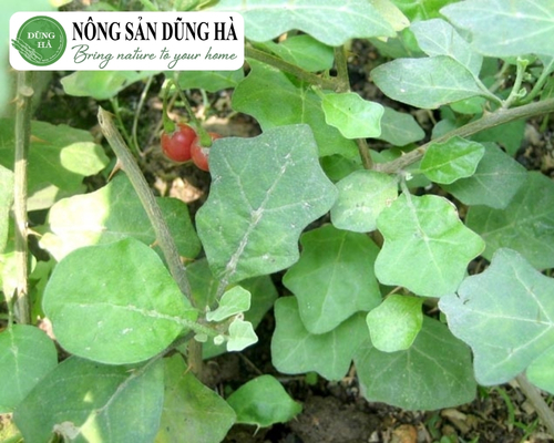 dia-chi-cung-cap-ca-gai-leo