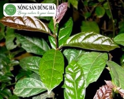cach-dung-la-xa-den