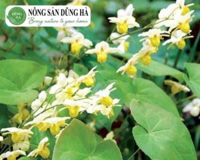 cach-dung-dam-duong-hoac