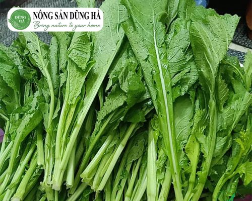 mua-rau-cai-meo-o-dau