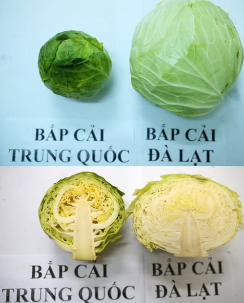 bap cai trung quoc va viet nam