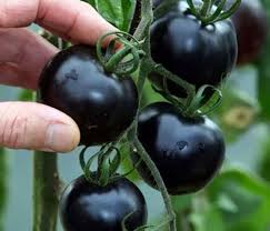 Mua hạt giống cà chua đen chất lượng, giá rẻ ở đâu Hà Nội?