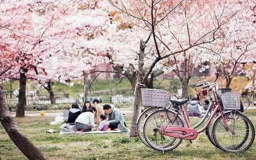 Lễ hội hoa anh đào: Truyền thống sakura ở Nhật Bản
