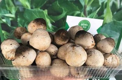 địa chỉ bán nấm rơm