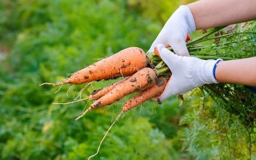 cách trồng của cà rốt
