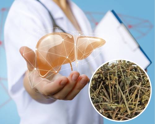 bai-thuoc-dan-gian-tri-benh-gan