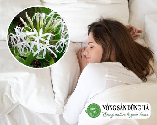 bai-thuoc-dan-gian-tri-mat-ngu